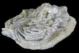 Crinoid (Cyathocrinus) Fossil - Crawfordsville, Indiana #99911-1